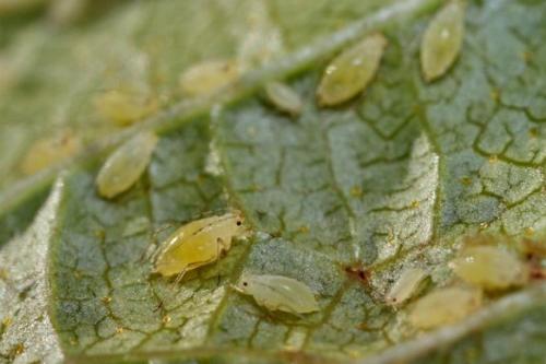 Мирт сохнет и сбрасывает листья, как его реанимировать. Почему у мирта опадают листья?