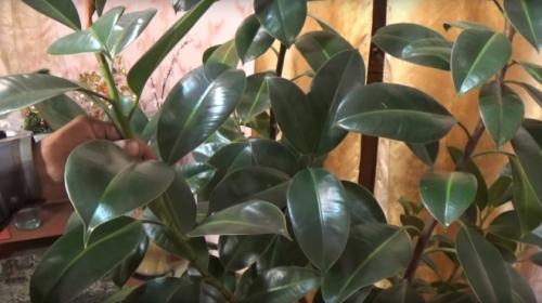 Фикус каучуконосный, как сделать его пышным. Обрезка фикуса каучуконосного