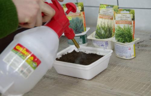 Ожика снежно-белая ЛЮЦИУС. Посев декоративных злаков (Ситник, Ожика, Булавоносец)