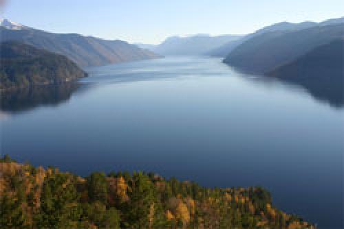 Кедр плодоносит каждый год. Как самому вырастить кедр