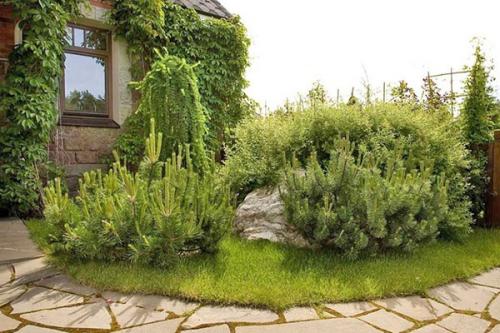 Горные сосны пересадка осенью. Вынужденная пересадка