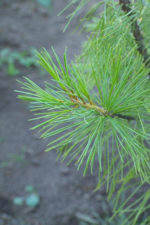 Посадка кедра на даче. Как посадить кедр на даче