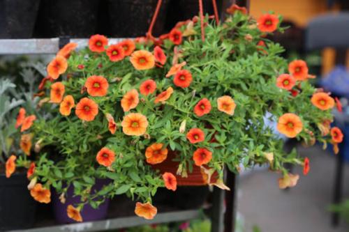 Калибрахоа размножение черенками. Калибрахоа: выращивание и размножение