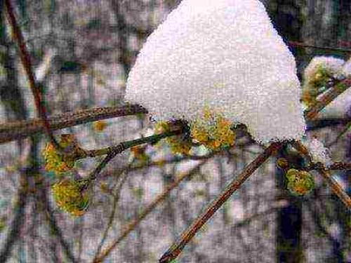 Кизил в Подмосковье. Характеристики кизила