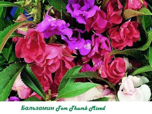 Бальзамин Уоллера сорта. Бальзамин садовый (Impatiens balsamina)