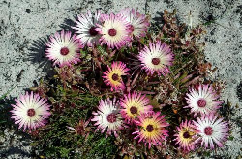 Доротеантус и Мезембриантемум. Фантастический доротеантус — выращивание из семян, посадка и уход