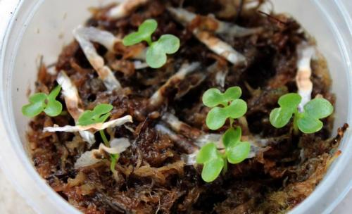 Радермахера синика. Радермахера