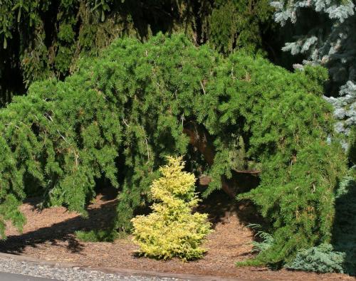 Сосна Банкса диаметр кроны. Сосна Банкса (Pinus banksiana)