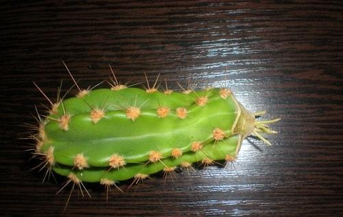 Почему, кактус желтеет снизу. Болезни кактуса по причине неправильного ухода за растением