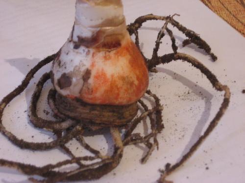 Как рассадить гиппеаструм. Когда и как пересаживать гиппеаструм?