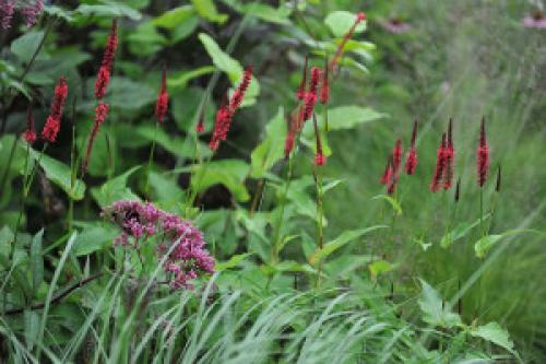 Горец змеиный в саду. Мой любимый горец