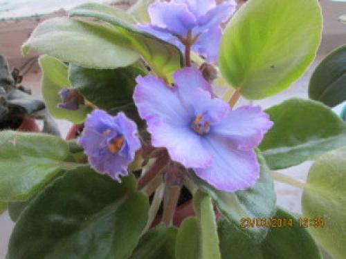 Душ для гибискуса. Горячий душ для комнатных растений