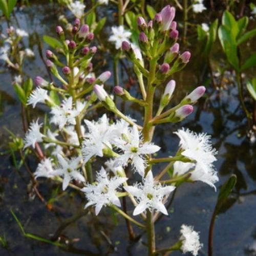 Вахта трехлистная выращивание. Ботаническая характеристика растения вахта трехлистная