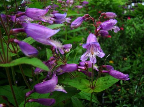 Пенстемон Хаскер Ред описание. Ботаническое описание