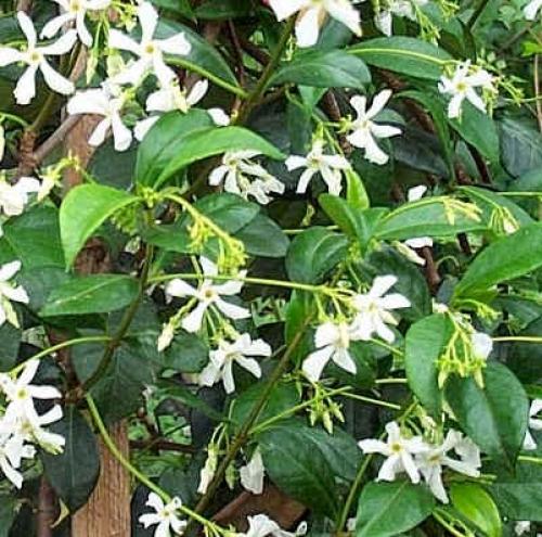 Trachelospermum jasminoides растение. Ринкоспермум жасминовидный (=Rhyncospermum jasminoides, =Trachelospermum jasminoides)