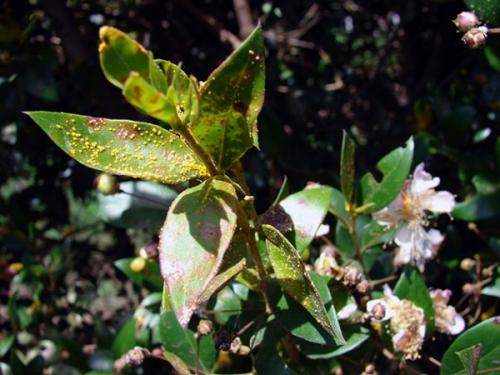 Мирт чернеют листья. Болезни