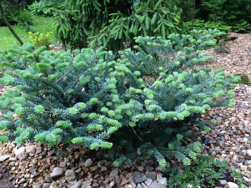 Abies koreana. Агротехника выращивания и лучшие сорта пихты корейской