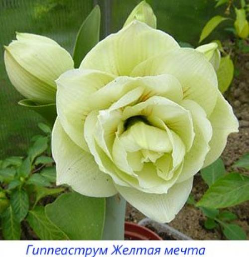 Амариллис или гиппеаструм. История появления в Европе и что делает цветы похожими