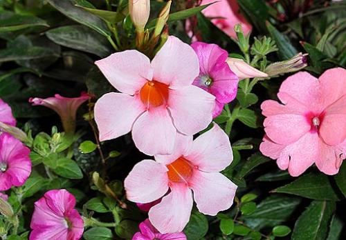 Коричневые пятна на листьях дипладении. Дипладения, Мандевилла (Dipladenia, Mandevilla)