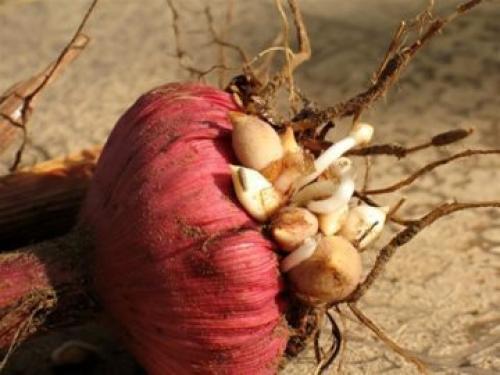 Когда выкапывать гладиолусы если они не цвели. Когда выкапывать гладиолусы