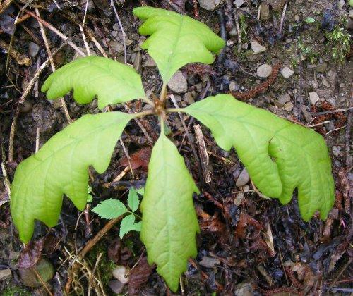 Выращивание дуба из желудя. Как вырастить дуб из жёлудя