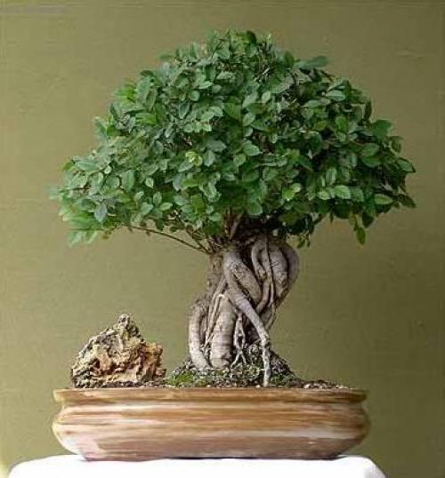 Вяз мелколистный листопадный. Вяз мелколистный Ulmusparvifolia