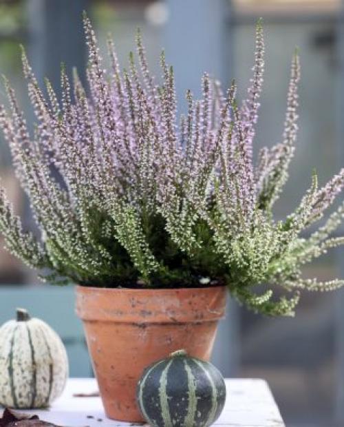 Эрика или вереск Посадка и уход. Вереск и эрика: в чём сходство и отличие?