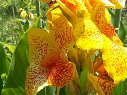 Экзотические садовые цветы. Экзотические растения в наших садах