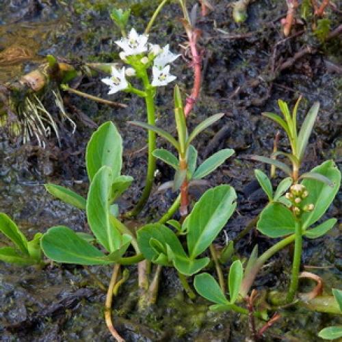 Вахта трехлистная выращивание. Ботаническая характеристика растения вахта трехлистная