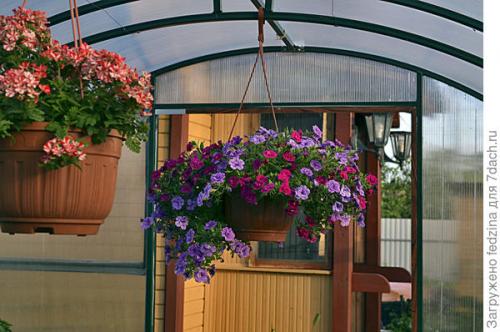 Калибрахоа лучшие сорта. Махровая калибрахоа