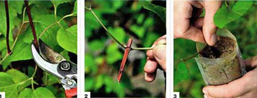 Клематис княжик. Декоративное и лечебное растение в вашем саду — княжик