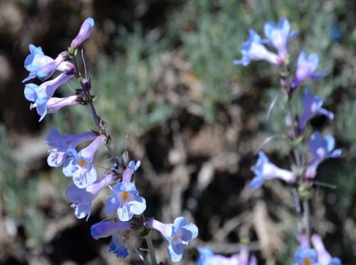 Пенстемон Хаскер Ред описание. Ботаническое описание