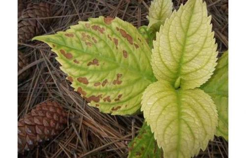 Почему у гортензии коричневеют цветы. Причины почернения листьев гортензии – пошаговая инструкция по лечению