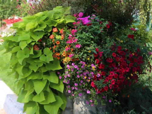 Калибрахоа размножение черенками. Калибрахоа: выращивание и размножение