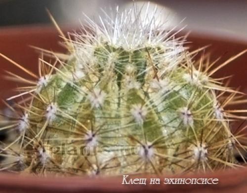 Белый налет на, кактусе. Клещи на кактусах