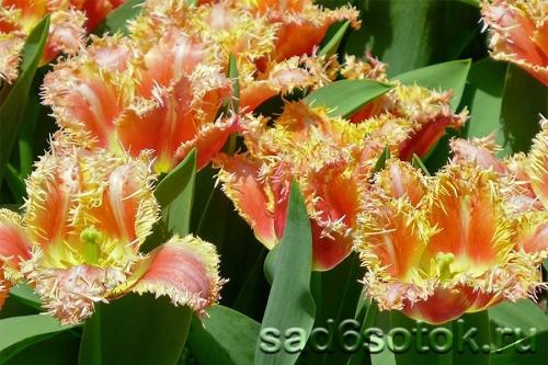 Тюльпаны. Бахромчатые