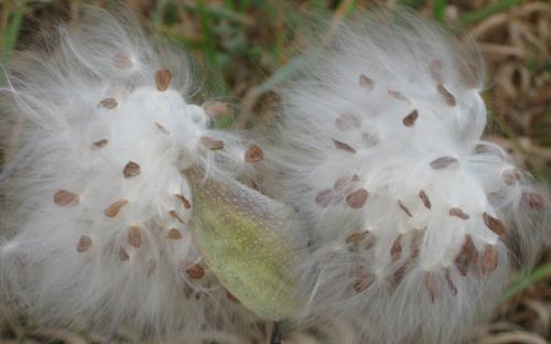Ваточник сирийский сорняк. Ваточник сирийский или асклепиас: польза и вред