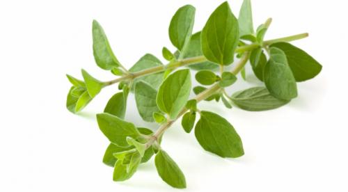 Чабер розмарин. Как правильно использовать пряные травы