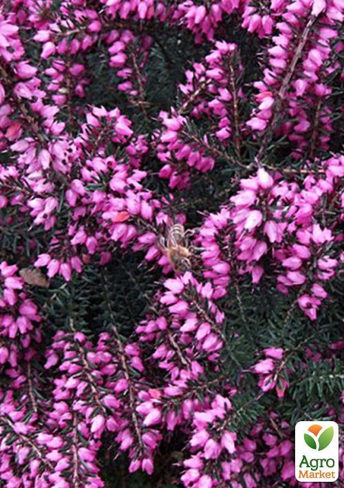 Эрика травянистая "Крамерс Роут" (Kramer`s Rote) P11 1 саженец в упаковке