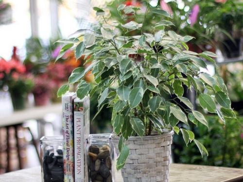 Фикус Бенджамина