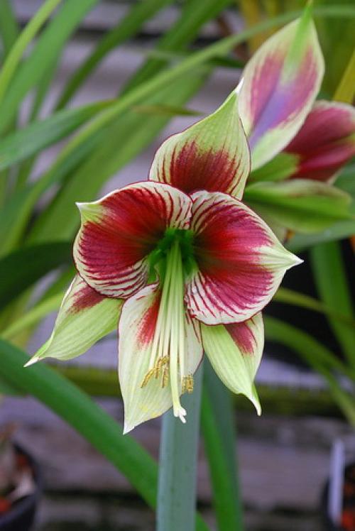 Пробуждение гиппеаструма. Обманите гиппеаструм!