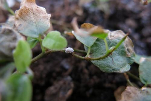 Фикус низкорослый. Фикус карликовый