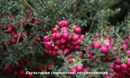 Гаультерия