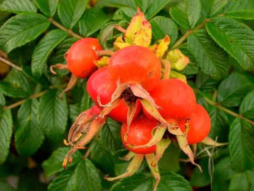 Шиповник описание, свойства, применение