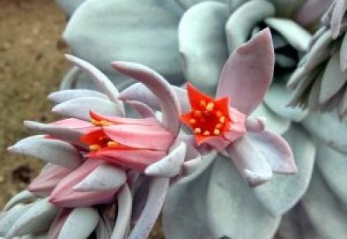 Эхеверия Черный принц уход в домашних. Уход за эхеверией в домашних условиях. Подробно