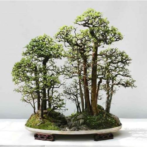 Вяз мелколистный листопадный. Вяз мелколистный Ulmusparvifolia