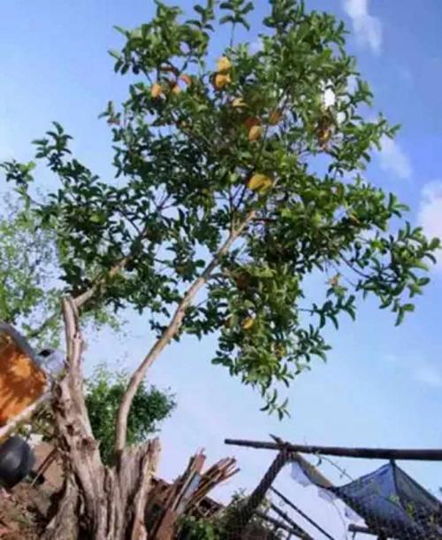 Гуайява в доме. Экзотическое растение гуава: как вырастить в домашних условиях, полезные свойства