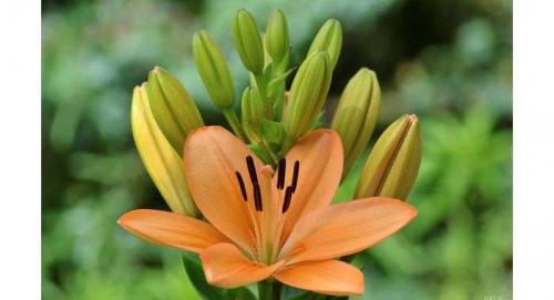 У лилейника желтеют листья. Всё о распространенных болезнях лилейников и их лечение