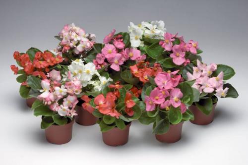 Бегония Вечноцветущая комнатная. Уход за бегонией вечноцветущей в домашних условиях