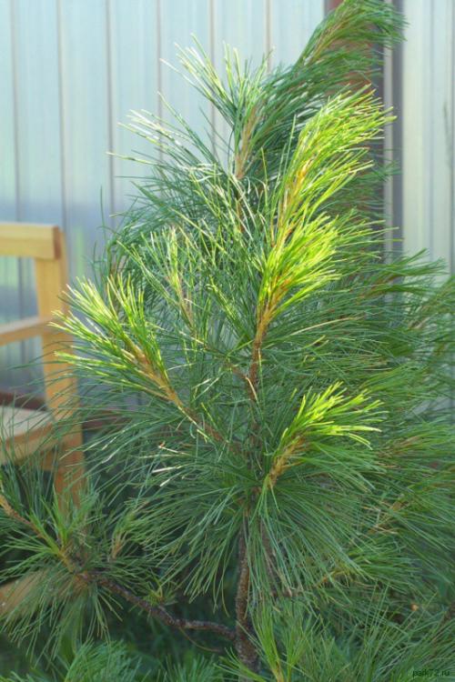 Посадка кедра на даче. Как посадить кедр на даче